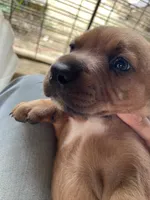 Brown male with starburst mark, a male American Bulldog and Rottweiler for sale in Falls Church, VA – 4 of 6