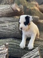 Happy , a male American Bulldog for sale in Falls Church, VA – Photo 3 of 6