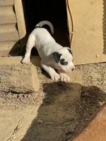 Happy , a male American Bulldog for sale in Falls Church, VA – Photo 5 of 6