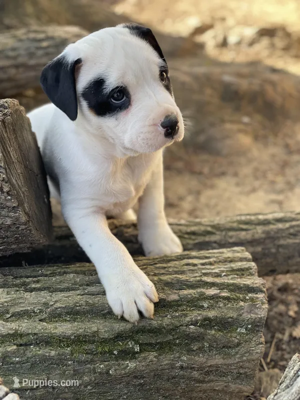 Happy  – American Bulldog puppy for sale in Falls Church, VA