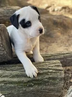 Happy , a male American Bulldog for sale in Falls Church, VA – Photo 1 of 6