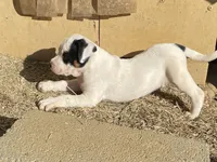 Happy , a male American Bulldog for sale in Falls Church, VA – Photo 2 of 6