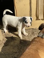 Happy , a male American Bulldog for sale in Falls Church, VA – Photo 4 of 6