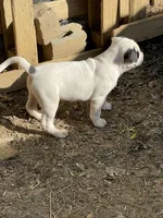 Happy , a male American Bulldog for sale in Falls Church, VA – Photo 6 of 6