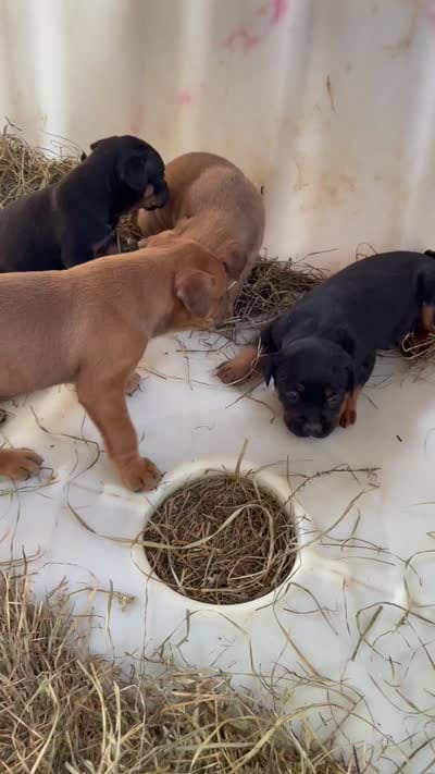 Brown male with white mark down chest, a male American Bulldog and Rottweiler for sale in Falls Church, VA – 7 of 7