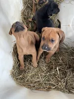 All brown male, a male American Bulldog and Rottweiler for sale in Falls Church, VA – 6 of 7