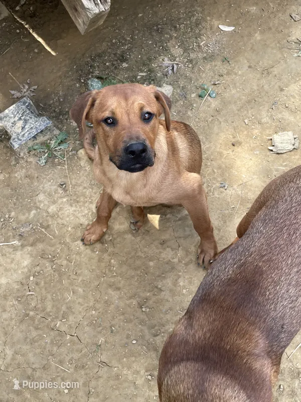 FeMale 7 (Sassy) – American Bulldog, Rottweiler puppy for sale in Falls Church, VA