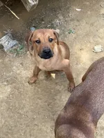 FeMale 7 (Sassy), a female American Bulldog and Rottweiler for sale in Falls Church, VA – 1 of 4
