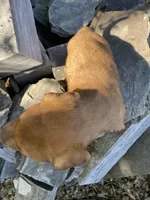 Male 4, a male American Bulldog and Rottweiler for sale in Falls Church, VA – Photo 3 of 5