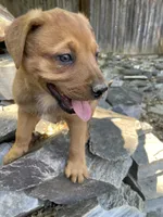 Male 4, a male American Bulldog and Rottweiler for sale in Falls Church, VA – Photo 1 of 5