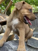 Male 4, a male American Bulldog and Rottweiler for sale in Falls Church, VA – Photo 2 of 5