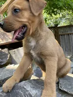 Male 4, a male American Bulldog and Rottweiler for sale in Falls Church, VA – Photo 4 of 5