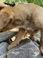 Male 4, a male American Bulldog and Rottweiler for sale in Falls Church, VA – Photo 5 of 5