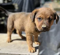 Male 1, a male American Bulldog and Rottweiler for sale in Falls Church, VA – Photo 3 of 6