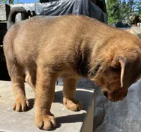 Male 1, a male American Bulldog and Rottweiler for sale in Falls Church, VA – Photo 5 of 6