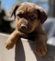 Male 1, a male American Bulldog and Rottweiler for sale in Falls Church, VA – Photo 1 of 6