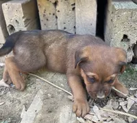 Male 1, a male American Bulldog and Rottweiler for sale in Falls Church, VA – Photo 6 of 6