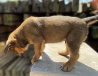 Male 1, a male American Bulldog and Rottweiler for sale in Falls Church, VA – Photo 4 of 6