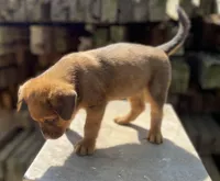 Male 1, a male American Bulldog and Rottweiler for sale in Falls Church, VA – Photo 2 of 6