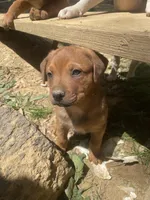 Male 2, a male American Bulldog and Rottweiler for sale in Falls Church, VA – Photo 2 of 4