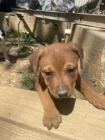 Male 2, a male American Bulldog and Rottweiler for sale in Falls Church, VA – Photo 1 of 4