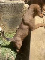 Male 2, a male American Bulldog and Rottweiler for sale in Falls Church, VA – Photo 4 of 4