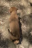 Male 2, a male American Bulldog and Rottweiler for sale in Falls Church, VA – Photo 3 of 4