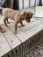 Female 3 (Athena), a female American Bulldog for sale in Falls Church, VA – 1 of 9