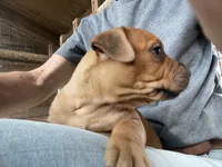 All brown male, a male American Bulldog and Rottweiler for sale in Falls Church, VA – 2 of 7