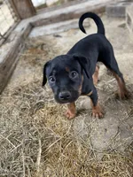 Black Female , a female American Bulldog and Rottweiler for sale in Falls Church, VA – 2 of 4