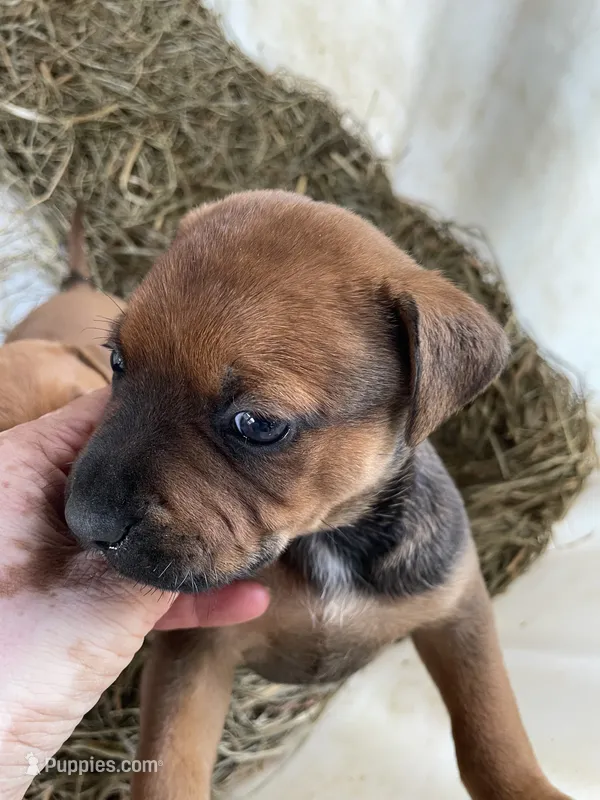 Dark Brown pup – American Bulldog, Rottweiler puppy on hold in Falls Church, VA