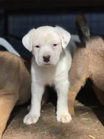Blondie, a female American Bulldog and Rottweiler for sale in Falls Church, VA – Photo 2 of 4