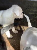 Blondie, a female American Bulldog and Rottweiler for sale in Falls Church, VA – Photo 3 of 4