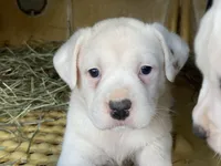 Blondie, a female American Bulldog and Rottweiler for sale in Falls Church, VA – Photo 4 of 4