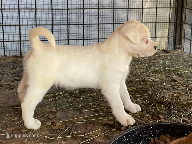 Blondie – American Bulldog, Rottweiler puppy for sale in Falls Church, VA