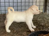 Blondie, a female American Bulldog and Rottweiler for sale in Falls Church, VA – Photo 1 of 4