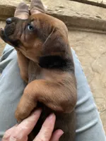 Dark Brown pup, a male American Bulldog and Rottweiler for sale in Falls Church, VA – 4 of 7