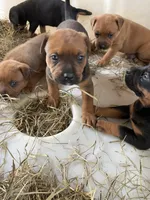 Brown male with white mark down chest, a male American Bulldog and Rottweiler for sale in Falls Church, VA – 6 of 7
