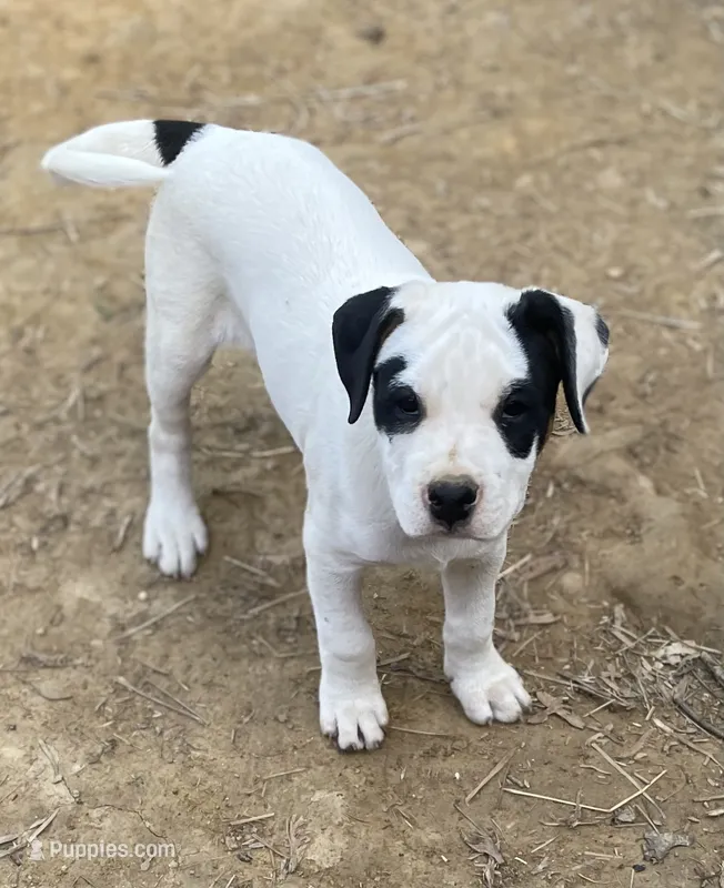 Happy  – American Bulldog puppy for sale in Falls Church, VA