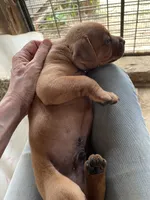 All brown male, a male American Bulldog and Rottweiler for sale in Falls Church, VA – 4 of 7