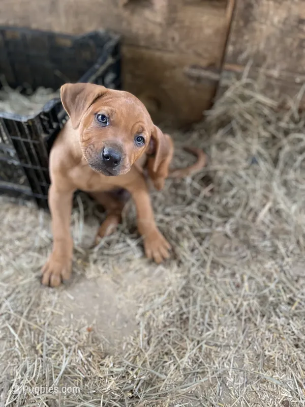 All brown male – American Bulldog, Rottweiler puppy for sale in Falls Church, VA