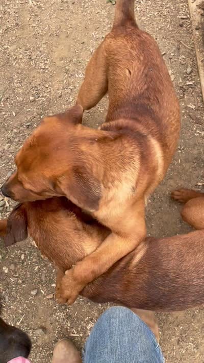 FeMale 7 (Sassy), a female American Bulldog and Rottweiler for sale in Falls Church, VA – 4 of 4
