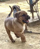 Buster Brown , a male American Bulldog and Rottweiler for sale in Falls Church, VA – Photo 4 of 5