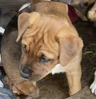 Buster Brown , a male American Bulldog and Rottweiler for sale in Falls Church, VA – Photo 5 of 5