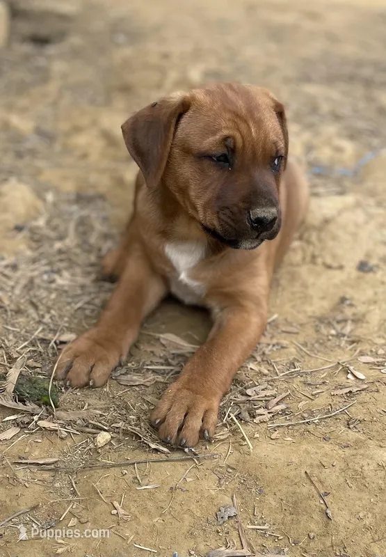 Buster Brown  – American Bulldog, Rottweiler puppy for sale in Falls Church, VA