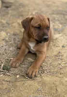 Buster Brown , a male American Bulldog and Rottweiler for sale in Falls Church, VA – 1 of 8