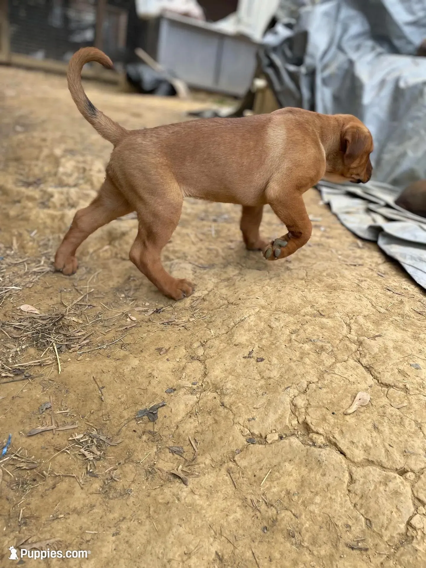 Buster Brown , a male American Bulldog and Rottweiler for sale in Falls Church, VA – 8 of 8