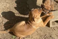 Buster Brown , a male American Bulldog and Rottweiler for sale in Falls Church, VA – 2 of 8
