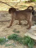 Buster Brown , a male American Bulldog and Rottweiler for sale in Falls Church, VA – Photo 3 of 5