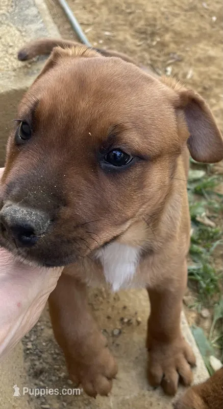 Buster Brown  – American Bulldog, Rottweiler puppy for sale in Falls Church, VA